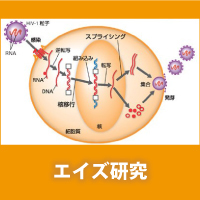 HIV-1ɂGCYǋ@\̉𖾂ёn򌤋